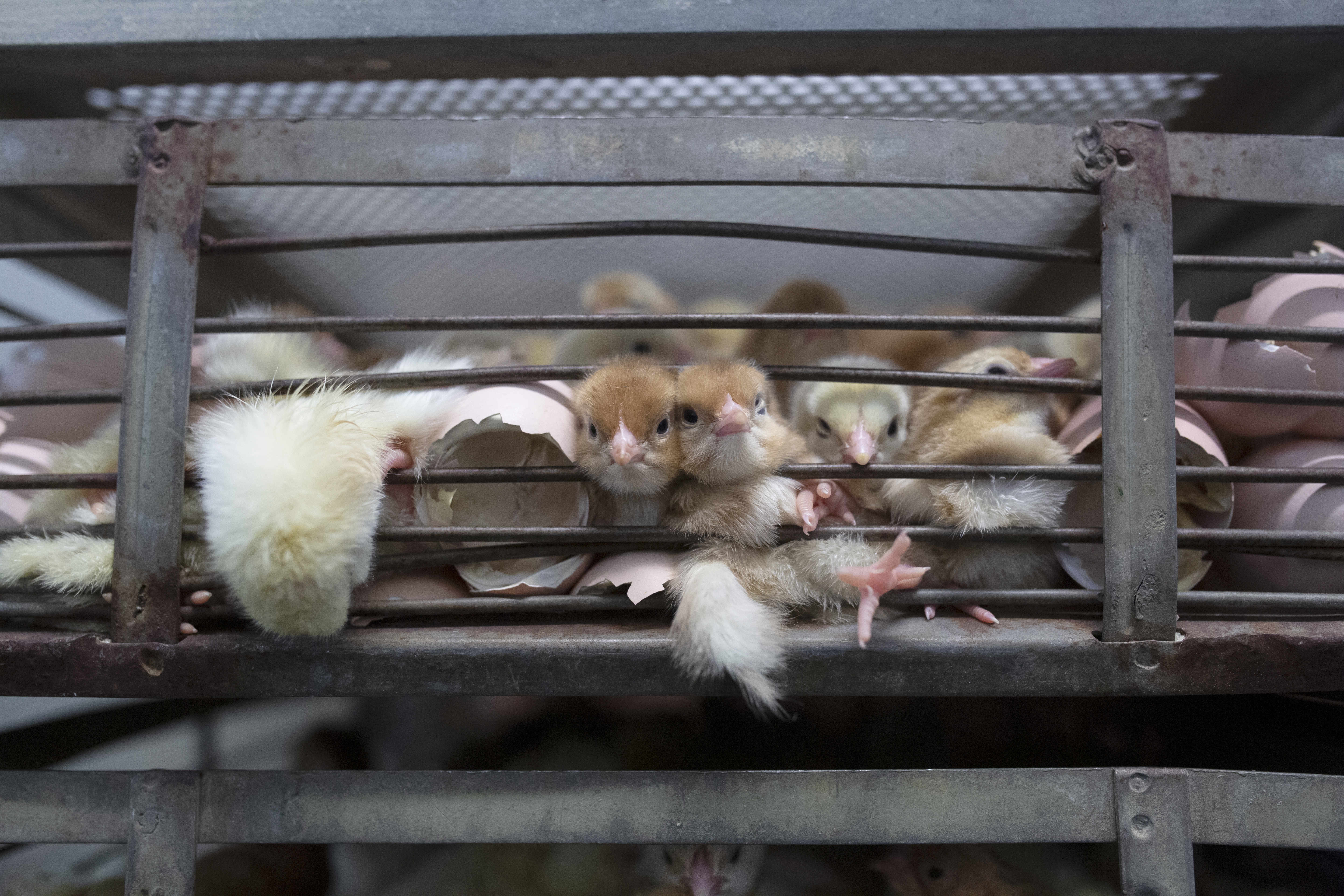 Chicks in a cage